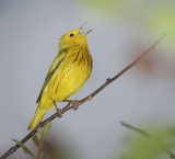 Yellow Warbler