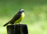 Great Kiskadee.Tikal Guatemala