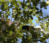 Keel-Billed Toucan.Tikal Guatemala