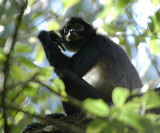 Spider monkey,Tikal Guatemala