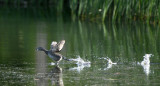 Pied billed Grebe