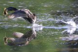 pied billed grebe