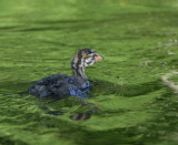 pied billed grebe