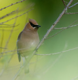 cedar Waxwing