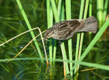 female Blackbird