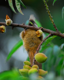 bird at ORTPN office Kinigi