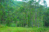 very high hill  with banana trees