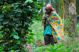 old woman of Kinigi