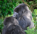 silverback Amahoro