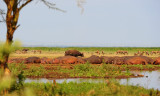 Wild Buffalo. Manyara NP