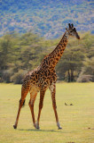 giraffe. Manyara NP