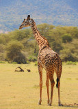 Giraffe. Manyara NP