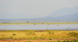 Manyara lake