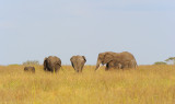 elephants.Serengeti