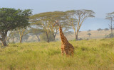 Giraffe.Serengeti