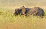 Elephant.Serengeti