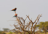 Lilac breasted Roller