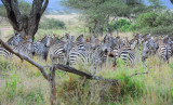 Zebras.Serengeti