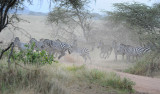 Zebras crossing the road.Serengeti