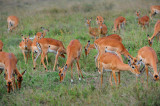 Impalas.Serengeti