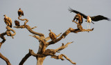 Vultures and a Stork.Serengeti