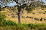 Zebras & Wildebeests. Serengeti