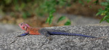 Red headed lizard.Naabi Hill Gate