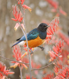 Starling.at Naabi Hill Gate