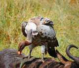 Vulture.Serengeti