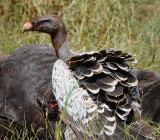 Rupells Griffon Vulture.Serengeti