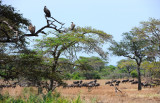 Vultures and Wildebeests near Grumeti river