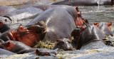 Hippos.Serengeti
