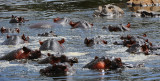 Hippos pool.Serengeti