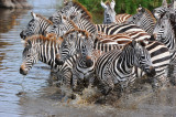 zebras.Serengeti