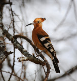 Africa Hoopoe. Serengeti