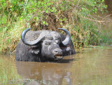 wild buffalo.Serengeti