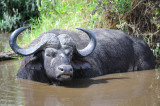wild buffalo.Serengeti