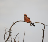 Purple Roller . Serengeti