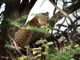 leopard.Serengeti