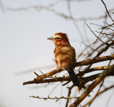 Purple Roller .Serengeti