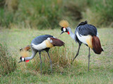 Crowned Crane. Serengeti
