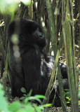 Silverback sit  inside the bamboo forest