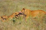 Lioness.Serengeti