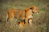 Lioness.Serengeti