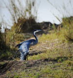 Blue Heron show up her wing.