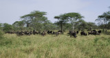 Wildebeests.Serengeti