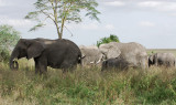 Elephants.Serengeti