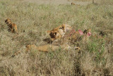 group of lioness