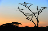 Early morning of Serengeti 20/06