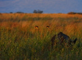 Red billed oxpeckers.Serengeti